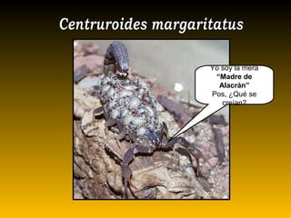 Yo soy la mera
“Madre de
Alacrán”
Pos, ¿Qué se
creían?
 