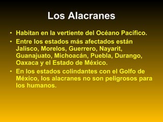 • Habitan en la vertiente del Océano Pacífico.
• Entre los estados más afectados están
Jalisco, Morelos, Guerrero, Nayarit,
Guanajuato, Michoacán, Puebla, Durango,
Oaxaca y el Estado de México.
• En los estados colindantes con el Golfo de
México, los alacranes no son peligrosos para
los humanos.
Los Alacranes
 