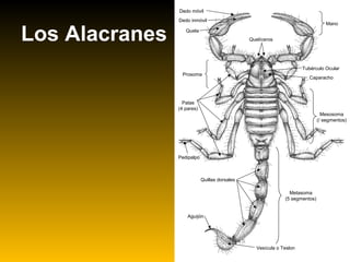 Los Alacranes
Dedo móvil
Dedo inmóvil
Quela
Quelíceros
Mano
Tubérculo Ocular
Caparacho
Prosoma
Mesosoma
(/ segmentos)
Patas
(4 pares)
Metasoma
(5 segmentos)
Quillas dorsales
Vesícula o Teslon
Aguijón
Pedipalpo
 