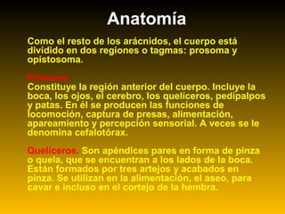 Anatomía
Como el resto de los arácnidos, el cuerpo está
dividido en dos regiones o tagmas: prosoma y
opistosoma.
Prosoma
Constituye la región anterior del cuerpo. Incluye la
boca, los ojos, el cerebro, los quelíceros, pedipalpos
y patas. En él se producen las funciones de
locomoción, captura de presas, alimentación,
apareamiento y percepción sensorial. A veces se le
denomina cefalotórax.
Quelíceros. Son apéndices pares en forma de pinza
o quela, que se encuentran a los lados de la boca.
Están formados por tres artejos y acabados en
pinza. Se utilizan en la alimentación, el aseo, para
cavar e incluso en el cortejo de la hembra.
 