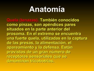 Anatomía
Quela (tenazas).Quela (tenazas). También conocidosTambién conocidos
como pinzas, son apéndices parescomo pinzas, son apéndices pares
situados en la parte anterior delsituados en la parte anterior del
prosoma. En el extremo se encuentraprosoma. En el extremo se encuentra
una fuerte quela, utilizadas en la capturauna fuerte quela, utilizadas en la captura
de las presas, la alimentación, elde las presas, la alimentación, el
apareamiento y la defensa. Estánapareamiento y la defensa. Están
provistos de un gran número deprovistos de un gran número de
receptores sensoriales que sereceptores sensoriales que se
denominan tricobotrias.denominan tricobotrias.
 