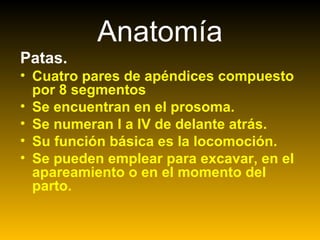 Anatomía
Patas.
• Cuatro pares de apéndices compuesto
por 8 segmentos
• Se encuentran en el prosoma.
• Se numeran I a IV de delante atrás.
• Su función básica es la locomoción.
• Se pueden emplear para excavar, en el
apareamiento o en el momento del
parto.
 