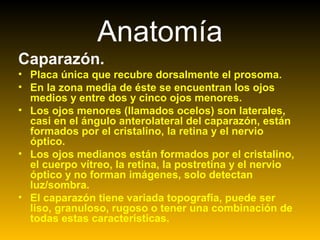 Caparazón.
• Placa única que recubre dorsalmente el prosoma.
• En la zona media de éste se encuentran los ojos
medios y entre dos y cinco ojos menores.
• Los ojos menores (llamados ocelos) son laterales,
casi en el ángulo anterolateral del caparazón, están
formados por el cristalino, la retina y el nervio
óptico.
• Los ojos medianos están formados por el cristalino,
el cuerpo vítreo, la retina, la postretina y el nervio
óptico y no forman imágenes, solo detectan
luz/sombra.
• El caparazón tiene variada topografía, puede ser
liso, granuloso, rugoso o tener una combinación de
todas estas características.
Anatomía
 