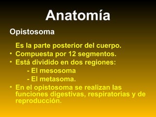 Anatomía
Opistosoma
Es la parte posterior del cuerpo.
• Compuesta por 12 segmentos.
• Está dividido en dos regiones:
- El mesosoma
- El metasoma.
• En el opistosoma se realizan las
funciones digestivas, respiratorias y de
reproducción.
 