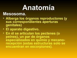 Anatomía
Mesosoma.
• Alberga los órganos reproductores (y
sus correspondientes aperturas
genitales)
• El aparato digestivo.
• En él se articulan los pectenes (o
peines), un par de órganos
especializados en quimio y mecano-
recepción (estas estructuras solo se
encuentran en escorpiones).
 