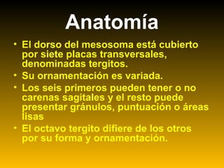 Anatomía
• El dorso del mesosoma está cubierto
por siete placas transversales,
denominadas tergitos.
• Su ornamentación es variada.
• Los seis primeros pueden tener o no
carenas sagitales y el resto puede
presentar gránulos, puntuación o áreas
lisas
• El octavo tergito difiere de los otros
por su forma y ornamentación.
 