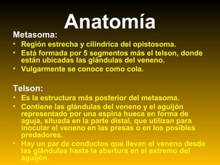 AnatomíaMetasoma:
• Región estrecha y cilíndrica del opistosoma.
• Está formada por 5 segmentos más el telson, donde
están ubicadas las glándulas del veneno.
• Vulgarmente se conoce como cola.
Telson:
• Es la estructura más posterior del metasoma.
• Contiene las glándulas del veneno y el aguijón
representado por una espina hueca en forma de
aguja, situada en la parte distal, que utilizan para
inocular el veneno en las presas o en los posibles
predadores.
• Hay un par de conductos que llevan el veneno desde
las glándulas hasta la abertura en el extremo del
aguijón.
 