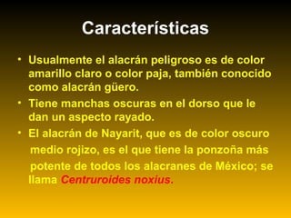Características
• Usualmente el alacrán peligroso es de color
amarillo claro o color paja, también conocido
como alacrán güero.
• Tiene manchas oscuras en el dorso que le
dan un aspecto rayado.
• El alacrán de Nayarit, que es de color oscuro
medio rojizo, es el que tiene la ponzoña más
potente de todos los alacranes de México; se
llama Centruroides noxius.
 
