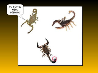 YO SOY EL
MERO
GÜERITO
 