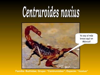 Yo soy el más
bravo aquí en
México!!
Familia: Buthidae; Grupo: “Centruroides”; Especie: “noxius”
 