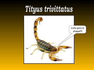 Listo para el
ataque!!!!
 