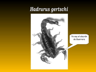 Yo soy el alacrán
de Guerrero
 