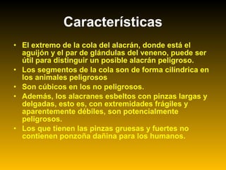 • El extremo de la cola del alacrán, donde está el
aguijón y el par de glándulas del veneno, puede ser
útil para distinguir un posible alacrán peligroso.
• Los segmentos de la cola son de forma cilíndrica en
los animales peligrosos
• Son cúbicos en los no peligrosos.
• Además, los alacranes esbeltos con pinzas largas y
delgadas, esto es, con extremidades frágiles y
aparentemente débiles, son potencialmente
peligrosos.
• Los que tienen las pinzas gruesas y fuertes no
contienen ponzoña dañina para los humanos.
Características
 