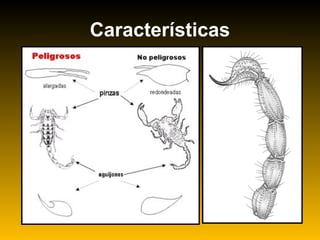 Características
 
