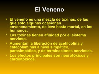 El Veneno
• El veneno es una mezcla de toxinas, de las
que sólo algunas ocasionan
envenenamiento, de leve hasta mortal, en los
humanos.
• Las toxinas tienen afinidad por el sistema
nervioso.
• Aumentan la liberación de acetilcolina y
catecolaminas a nivel simpático,
parasimpático, y de terminaciones nerviosas.
• Los efectos principales son neurotóxicos y
cardiotóxicos.
 