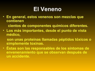 • En general, estos venenos son mezclas que
contienen
cientos de componentes químicos diferentes.
• Los más importantes, desde el punto de vista
médico,
son unas proteínas llamadas péptidos tóxicos o
simplemente toxinas.
• Éstas son las responsables de los síntomas de
envenenamiento que se observan después de
un accidente.
El Veneno
 