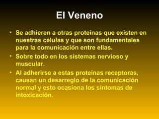 • Se adhieren a otras proteínas que existen en
nuestras células y que son fundamentales
para la comunicación entre ellas.
• Sobre todo en los sistemas nervioso y
muscular.
• Al adherirse a estas proteínas receptoras,
causan un desarreglo de la comunicación
normal y esto ocasiona los síntomas de
intoxicación.
El Veneno
 