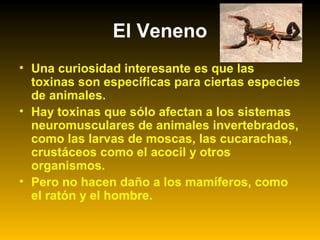 • Una curiosidad interesante es que las
toxinas son específicas para ciertas especies
de animales.
• Hay toxinas que sólo afectan a los sistemas
neuromusculares de animales invertebrados,
como las larvas de moscas, las cucarachas,
crustáceos como el acocil y otros
organismos.
• Pero no hacen daño a los mamíferos, como
el ratón y el hombre.
El Veneno
 