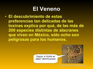 • El descubrimiento de estas
preferencias tan delicadas de las
toxinas explica por qué, de las más de
200 especies distintas de alacranes
que viven en México, sólo ocho son
peligrosas para los humanos.
El Veneno
Centruroides limbatus
Jejeje, el chiste es
saber identificarnos
 