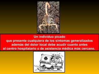 Un individuo picado
que presente cualquiera de los síntomas generalizados
además del dolor local debe acudir cuanto antes
al centro hospitalario o de asistencia médica más cercano.
Un individuo picado
que presente cualquiera de los síntomas generalizados
además del dolor local debe acudir cuanto antes
al centro hospitalario o de asistencia médica más cercano.
 
