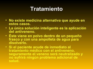 Tratamiento
• No existe medicina alternativa que ayude en
estos casos.
• La única solución inteligente es la aplicación
del antiveneno.
• Éste viene en polvo dentro de un pequeño
frasco y con una ampolleta de agua para
disolverlo.
• Si el paciente acude de inmediato al
tratamiento médico con el antiveneno,
seguramente el veneno será neutralizado y
no sufrirá ningún problema adicional de
salud.
 