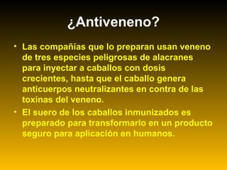 ¿Antiveneno?
• Las compañías que lo preparan usan veneno
de tres especies peligrosas de alacranes
para inyectar a caballos con dosis
crecientes, hasta que el caballo genera
anticuerpos neutralizantes en contra de las
toxinas del veneno.
• El suero de los caballos inmunizados es
preparado para transformarlo en un producto
seguro para aplicación en humanos.
 