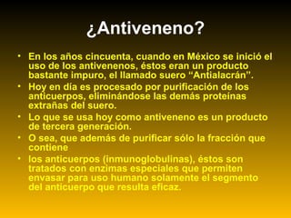 • En los años cincuenta, cuando en México se inició el
uso de los antivenenos, éstos eran un producto
bastante impuro, el llamado suero “Antialacrán”.
• Hoy en día es procesado por purificación de los
anticuerpos, eliminándose las demás proteínas
extrañas del suero.
• Lo que se usa hoy como antiveneno es un producto
de tercera generación.
• O sea, que además de purificar sólo la fracción que
contiene
• los anticuerpos (inmunoglobulinas), éstos son
tratados con enzimas especiales que permiten
envasar para uso humano solamente el segmento
del anticuerpo que resulta eficaz.
¿Antiveneno?
 