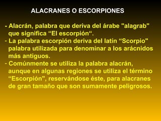ALACRANES O ESCORPIONES
- Alacrán, palabra que deriva del árabe "alagrab"
que significa “El escorpión“.
- La palabra escorpión deriva del latín “Scorpio"
palabra utilizada para denominar a los arácnidos
más antiguos.
- Comúnmente se utiliza la palabra alacrán,
aunque en algunas regiones se utiliza el término
“Escorpión", reservándose éste, para alacranes
de gran tamaño que son sumamente peligrosos.
 