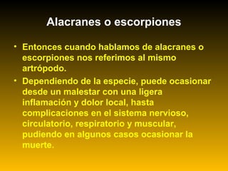 Alacranes o escorpiones
• Entonces cuando hablamos de alacranes o
escorpiones nos referimos al mismo
artrópodo.
• Dependiendo de la especie, puede ocasionar
desde un malestar con una ligera
inflamación y dolor local, hasta
complicaciones en el sistema nervioso,
circulatorio, respiratorio y muscular,
pudiendo en algunos casos ocasionar la
muerte.
 