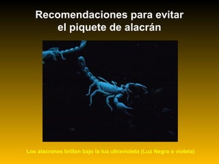 Recomendaciones para evitar
el piquete de alacrán
Los alacranes brillan bajo la luz ultravioleta (Luz Negra o violeta)
 