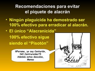 • Ningún plaguicida ha demostrado ser
100% efectivo para erradicar al alacrán.
• El único “Alacranicida”
100% efectivo sigue
siendo el “Pisotón”
Recomendaciones para evitar
el piquete de alacrán
¡¡¡Perame, yo soy Centurión,
NO Centruroides”!!!
Además estas descalzo,
Menso
 