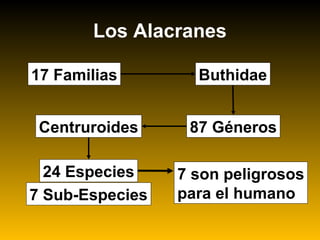 Los Alacranes
17 Familias
87 Géneros
24 Especies
7 Sub-Especies
Buthidae
Centruroides
7 son peligrosos
para el humano
 