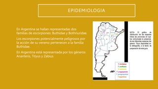 EPIDEMIOLOGIA
En Argentina se hallan representadas dos
familias de escorpiones: Buthidae y Bothriuridae.
Los escorpiones potencialmente peligrosos por
la acción de su veneno pertenecen a la familia
Buthidae.
En Argentina está representada por los géneros
Ananteris, Tityus y Zabius
 