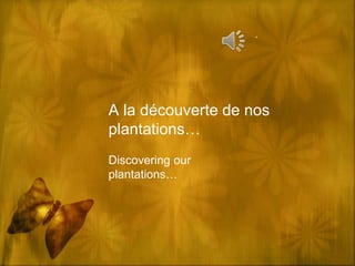 A la découverte de nos 
plantations… 
Discovering our 
plantations… 
 