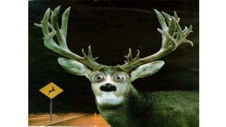 Deer in headlamps slide here.
 