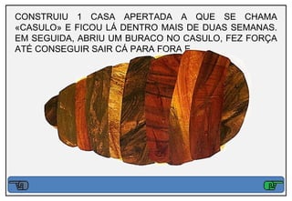 CONSTRUIU 1 CASA APERTADA A QUE SE CHAMA
«CASULO» E FICOU LÁ DENTRO MAIS DE DUAS SEMANAS.
EM SEGUIDA, ABRIU UM BURACO NO CASULO, FEZ FORÇA
ATÉ CONSEGUIR SAIR CÁ PARA FORA E…
 