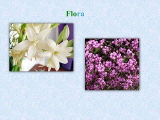 Flora