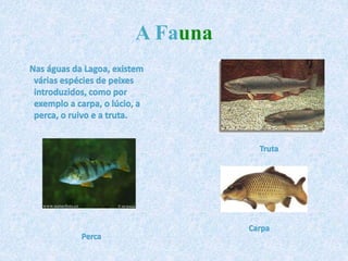 A Fauna