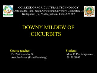 CC
DOWNY MILDEW OF
CUCURBITS
COLLEGE OF AGRICULTURAL TECHNOLOGY
(Affiliated to Tamil Nadu Agricultural University, Coimbatore-3)
Kullapuram (Po),ViaVaigai Dam, Theni-625 562
Course teacher: Student:
Dr. Parthasarathy. S Miss. C. Pon Alagammai.
Asst.Professor (Plant Pathology) 2015021095
 