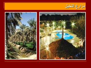 ‫مزارع النخيل‬
 