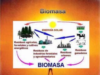 Biomasa