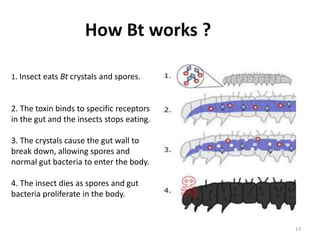 13
1. Insect eats Bt crystals and spores.
2. The toxin binds to specific receptors
in the gut and the insects stops eating.
3. The crystals cause the gut wall to
break down, allowing spores and
normal gut bacteria to enter the body.
4. The insect dies as spores and gut
bacteria proliferate in the body.
How Bt works ?
 