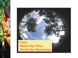 Trees Worth Our Time   Worth Our Resources 