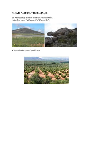 PAISAJE NATURAL Y HUMANIZADO
En Alameda hay paisajes naturales y humanizados.
Naturales, como “la Camorra” o “Camorrillo”.
Y humanizados, como los olivares.
 