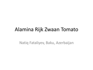 Alamina Rijk Zwaan Tomato
Natiq Fataliyev, Baku, Azerbaijan
 