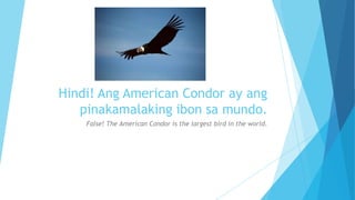 Hindi! Ang American Condor ay ang
pinakamalaking ibon sa mundo.
False! The American Condor is the largest bird in the world.
 