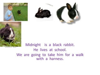 Midnight    is  a  black  rabbit. He  lives  at  school. We  are  going  to  take  him  for  a  walk  with  a  harness. 