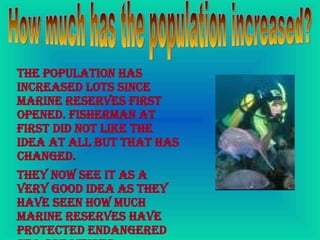 How much has the population increased? The population has increased lots since Marine Reserves first opened. Fisherman at first did not like the idea at all but that has changed.  They now see it as a very good idea as they have seen how much Marine Reserves have protected endangered sea creatures.   