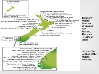 These are Marine Reserves all around New Zealand. There are HEAPS of them! Here are the location of the Marine Reserves . 