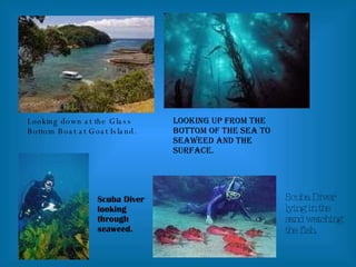 Looking down at the Glass Bottom Boat at Goat Island. Looking up from the bottom of the sea to seaweed and the surface. Scuba Diver looking through seaweed. Scuba Diver lying in the sand watching the fish. 